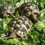 Alimentazione equilibrata per tartarughe di terra: consigli per salute e crescita ottimale