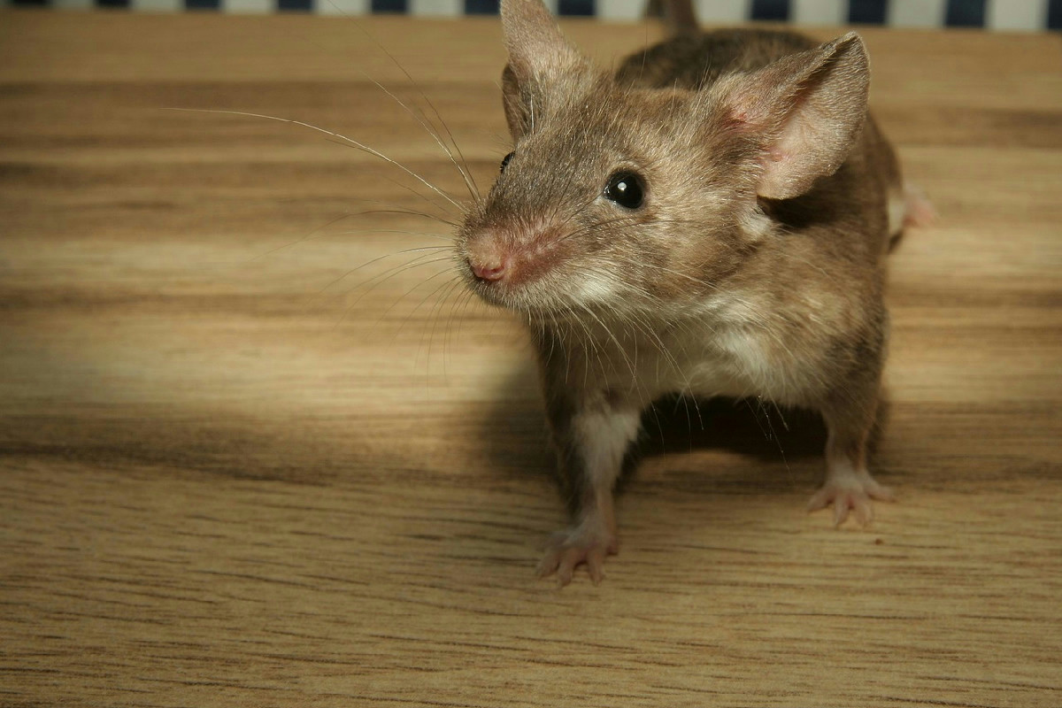 Cosa respingono davvero i roditori in casa: la foglia comune che si trova in cucina