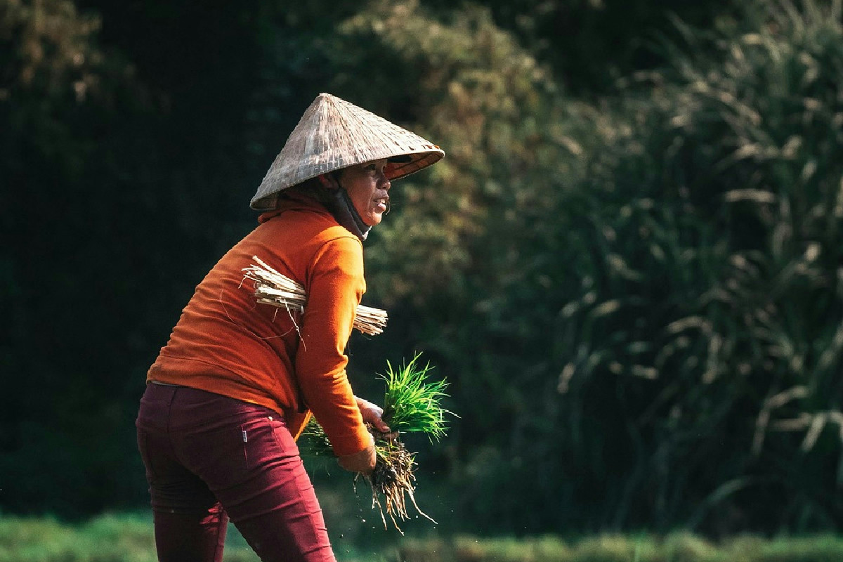 Piatto leggero e gustoso: riso basmati con salmone per una cena elegante e veloce